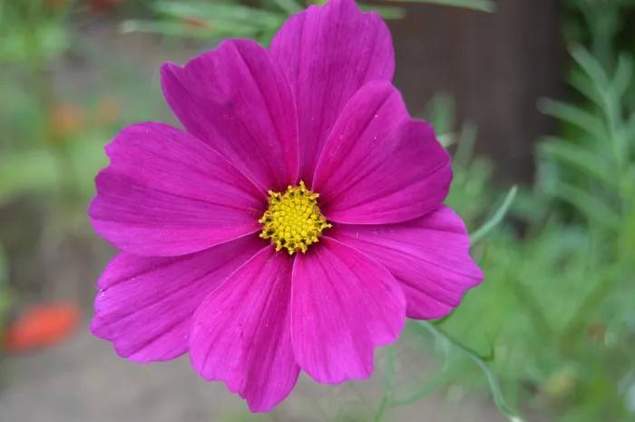 奥涅基，波斯菊，波斯菊，奥涅泰克，花