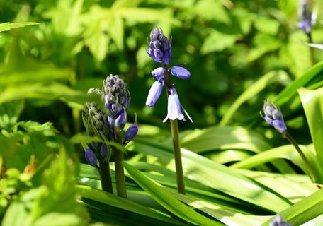 西班牙风信子，Hyacinthoides Hispanica，植物