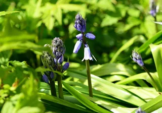 西班牙风信子，Hyacinthoides Hispanica，植物