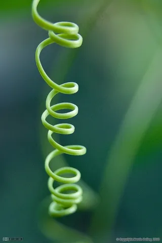 嫩芽,水珠图,腾蛇,屏幕截图,竹叶青蛇,卷须