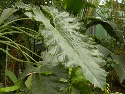 叶，大，绿色，爱树木的人，树爱树木的人