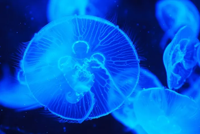 管水母目动物,深海水母,海族馆,水母,箱水母,大海中的蓝色水母