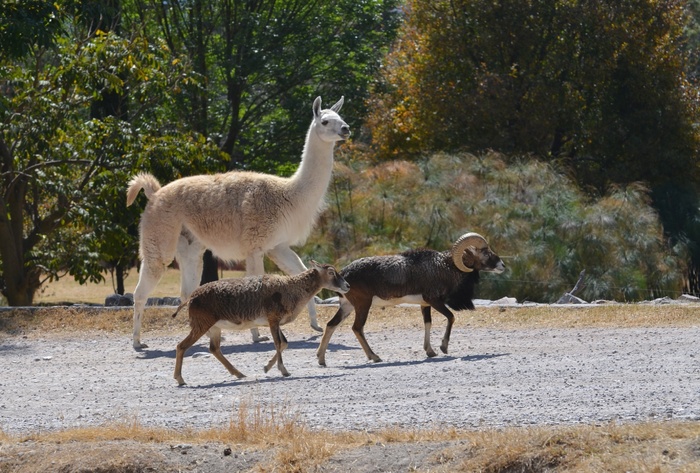 火焰，公羊，水，太阳晒，绿色，动物园，动物区系，动物