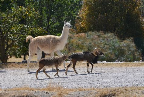 火焰，公羊，水，太阳晒，绿色，动物园，动物区系，动物