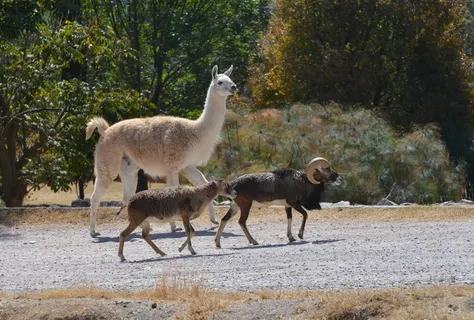 火焰，公羊，水，太阳晒，绿色，动物园，动物区系，动物