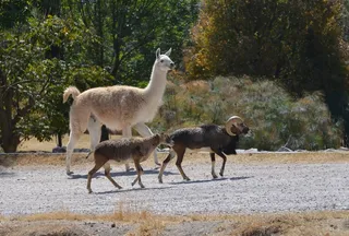 火焰，公羊，水，太阳晒，绿色，动物园，动物区系，动物