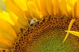 蜜蜂，太阳花，黄色，忙碌的蜜蜂
