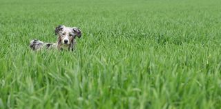 狗，草地，播放，劳尔，草