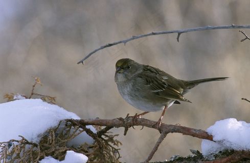 金冠麻雀，鸟，栖息，枝杈，肢体