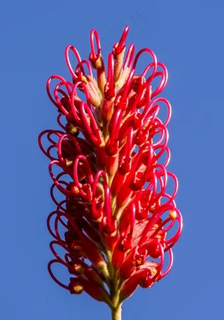 Grevillea，花，澳大利亚，本机，粉红色，红色