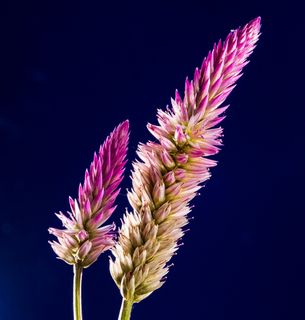 开花，花，野花，关闭