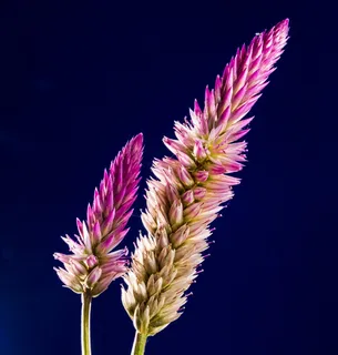 开花,花,野花,关闭 开花,花,野花,关闭