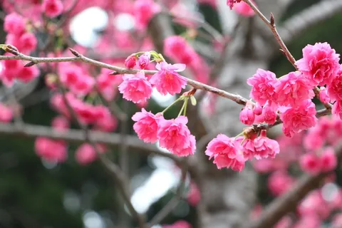 中正时代的樱花阅读唐樱花 中正时代的樱花阅读唐樱花