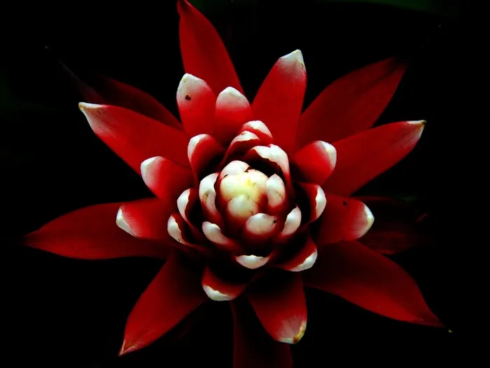 Guzmania，红色，锥花