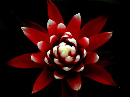 Guzmania，红色，锥花
