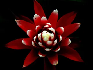 Guzmania，红色，锥花