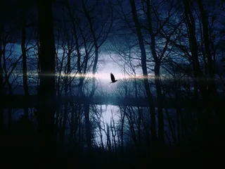 月夜,树,灯,模糊图片,鸟类,鸟在森林里的剪影