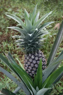 菠萝,桑给巴尔,水果,植物 菠萝,桑给巴尔,水果,植物