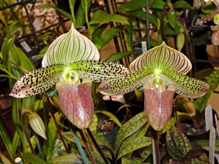 兰花，鲜花，自然，花园，花盆