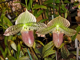 兰花，鲜花，自然，花园，花盆