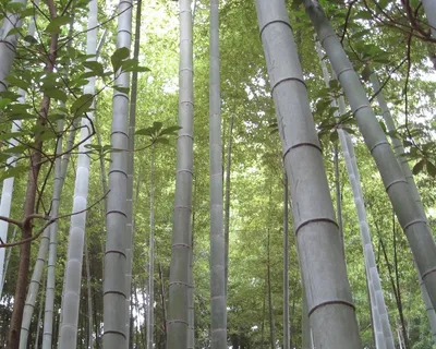 竹,森林,日本,自然,绿色,亚洲,禅宗 竹,森林,日本,自然,绿色,亚洲,禅宗