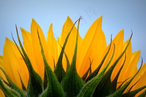 向日葵，花，自然