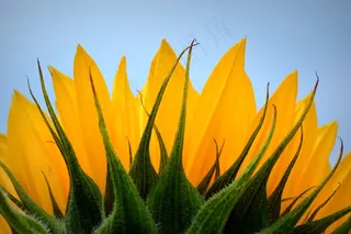 向日葵，花，自然