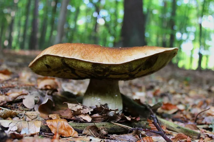 cep，森林地面，蘑菇，贵族腐烂，森林，秋季