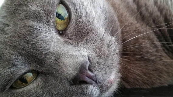 猫，宠物，动物，详细信息，特写，宏，眼睛