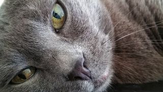 猫，宠物，动物，详细信息，特写，宏，眼睛