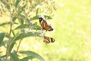 蝴蝶，动物生命，健康