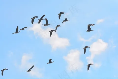 鹅，鸟，家禽，鹅，条例草案，动物，自然