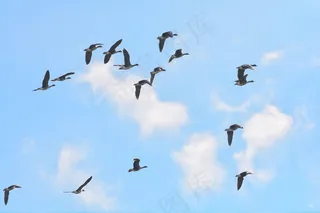 鹅，鸟，家禽，鹅，条例草案，动物，自然