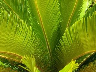 棕榈叶，棕榈叶，关闭，结构，棕榈，绿色