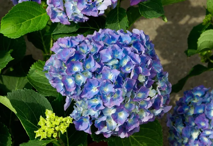 绣球花，鲜花，花瓣，蓝色，紫