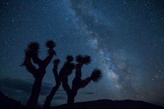 银河，星星，夜，天空，景观，沙漠，仙人掌