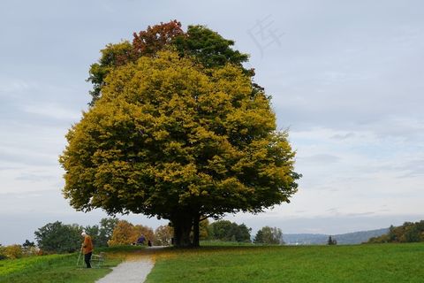 树，秋，徒步旅行，金色的秋天，性质，天空，离
