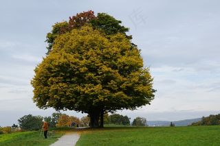 树，秋，徒步旅行，金色的秋天，性质，天空，离