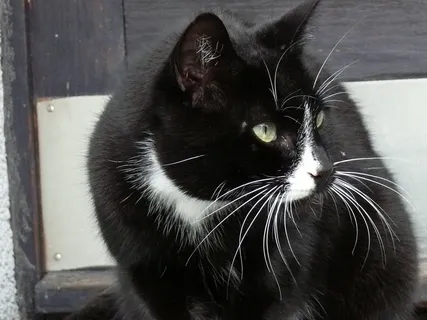 猫，黑色，动物，Mieze，宠物，阿迪达斯，猫的眼睛