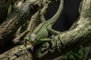 小安的列斯鬣蜥，鬣蜥，动物，爬行动物，鳞片