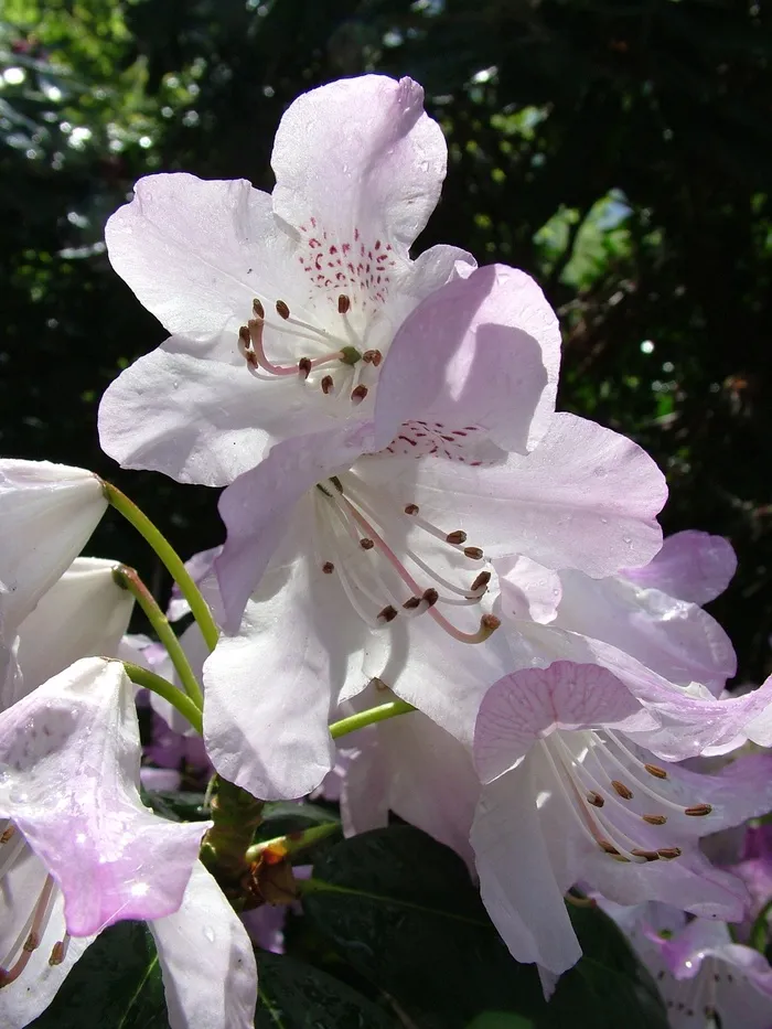 杜鹃花，开花，春
