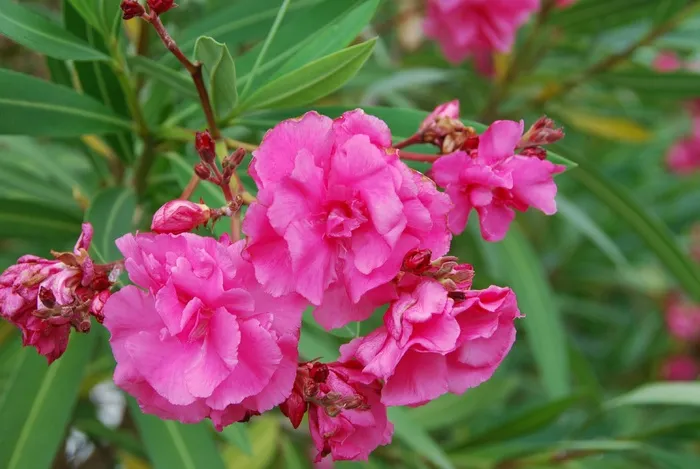 鲜花，罗莎，性质，粉红色的花，颜色
