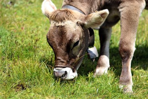牛，奶牛，棕色，牧场，吃，牛仔，反刍动物