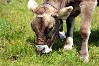 牛，奶牛，棕色，牧场，吃，牛仔，反刍动物