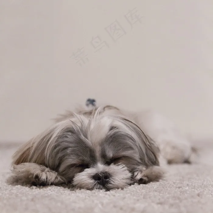 狗，睡眠，西施，宠物，犬，动物，可爱