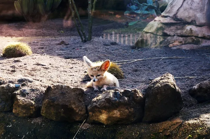 动物园，摩洛哥，动物