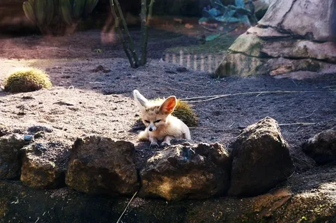 动物园，摩洛哥，动物