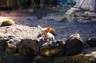 动物园，摩洛哥，动物