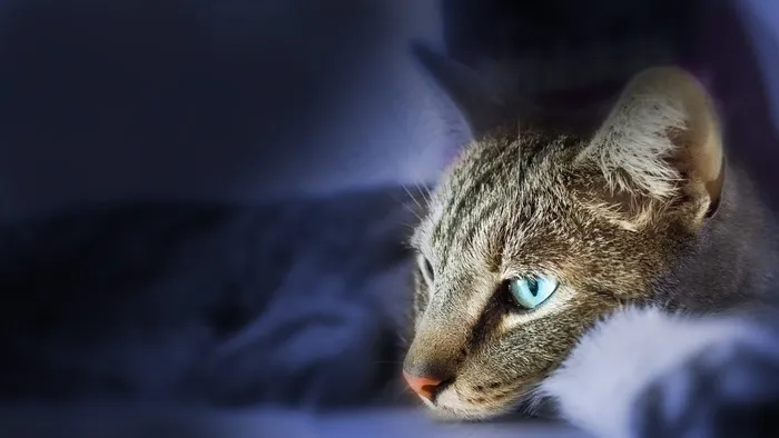 猫，动物，家猫，猫科动物，宠物，手表