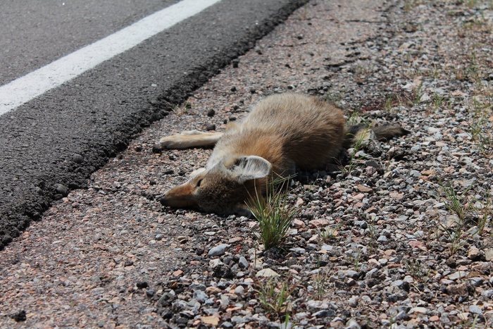 死亡，狐狸，被杀，道路杀伤，动物穿越，警告